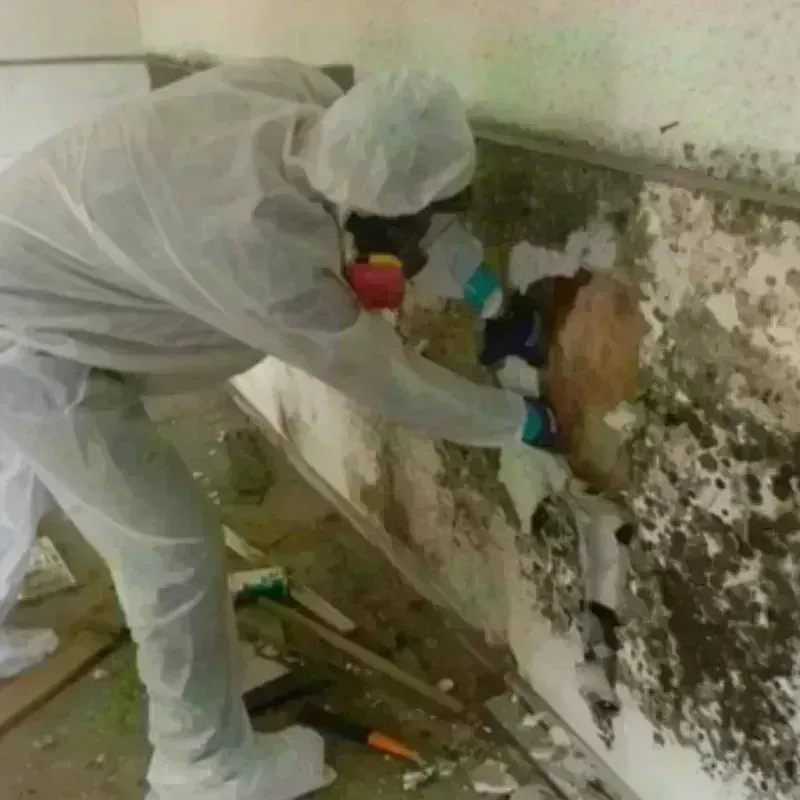 Mold Remediation and Removal in Boiling Springs, SC